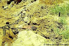 Image result for Elephantorrhiza elephantina