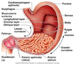 This Link Gives The Path Of Food All The Way Through The Body And Into The Toilet Digestive System Anatomy Human Digestive System Physiology