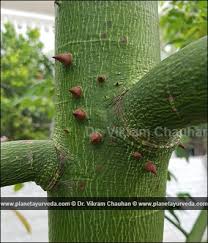 Shalmali Silk Cotton Tree Salmalia Malabarica Properties Benefits Dosage