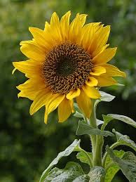 It serves as the second single for post malone's 2019 album, hollywood's bleeding, and is part of the… File A Sunflower Jpg Wikimedia Commons