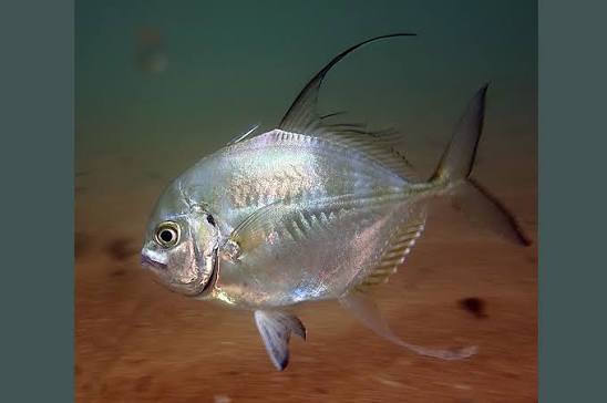 Atropus hedlandensis