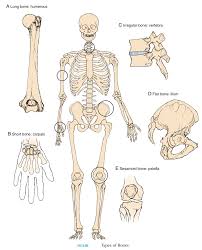 These labeling bones last over long periods and come in dry forms that you can instantly serve to your pet to feast upon. The Skeletal System An Overview A By Yash Dixit The Pulse Medium