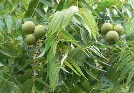 Image result for Juglans
