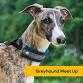 Greyhound Meetup @ Two Shepherds Taproom – October event image