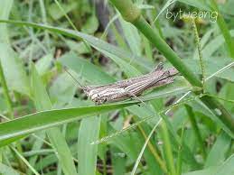 ต กแตนส น ำตาล มองด ลายเหม อนก งไม ผ เส อ