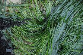 Image result for Zosteraceae