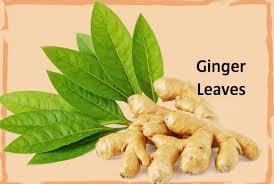 Image result for Ginger