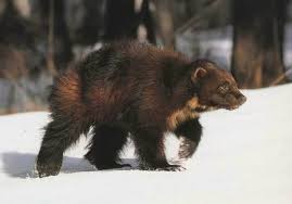 Il Ghiottone E Un Animale Che Vive In Un Clima Piu Ostile Del Pianeta The Wolverine Is An Animal That Lives In A M Canadian Animals Wolverine Animal Animals