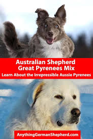 Browse and bring home your new best friend today. Australian Shepherd Great Pyrenees Mix Learn About The Irrepressible Aussie Pyrenees Anything German Shepherd