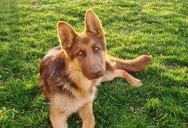 German shepherd puppies require minimal grooming attention, with the occasional bath and brushing. The Abcs Of Owning A Liver German Shepherd 10 Faqs Answered Healthy Homemade Dog Treats
