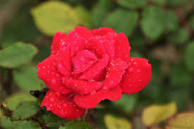 Miniature Rose Bush Indoor Care Dengarden Home And Garden