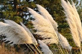 Вид был назван александром фон гумбольдтом в 1818 году. Cortaderia Selloana Pampas Grass