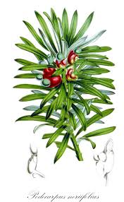 Image result for Podocarpaceae