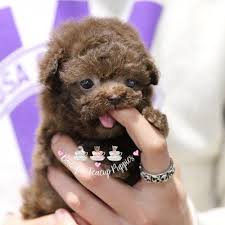 Black And White Toy Poodle Puppies For Sale Poodle Puppies For Sale Micro Tiny Poodle Puppies White Teacup Poodles Boutique Teacup Puppies Poodle Puppies For Sale Teacup Puppies Cute Baby Dogs