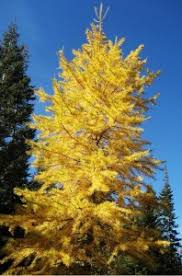 Image result for larch tree