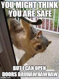 30 Squirrels Memes And Photos That Will Drive You Nuts Squirrel Memes Squirrel Funny Cute Squirrel