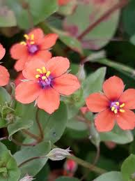 Image result for Lysimachia arvensis