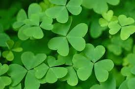 Patrick and the spreading of christianity to. St Patrick S Day 2021 History Folklore Recipes And More The Old Farmer S Almanac