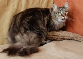 Maine coon cats have a very distinct body style and some telltale characteristics that are unique to them. Maine Coon Cat History And Origin