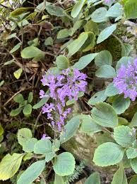 Image result for Plectranthus mandalensis