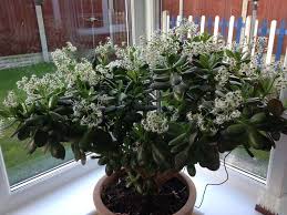 It has green round leaves with creamy yellow and white variegations. Money Plant Jade Plant Crassula Ovata Guide Our House Plants