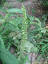 Image result for Hyparrhenia welwitschii