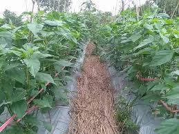 Cabe merah memiliki varietas yang sangat banyak, mulai dari jenis hibrida sampai lokal. Jarak Tanam Cabe Yang Direkomendasikan Untuk Petani Tips Petani