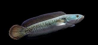 Tapi bagi aquarist berpengalaman yang tak kenal takut. Agromedia Pilih Pilih Jenis Ikan Hias Predator Yang Aman Dipelihara Channa