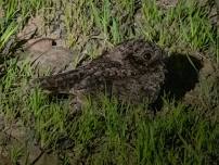 Common Poorwill Hike