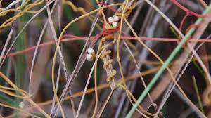 Image result for Farquharia elliptica