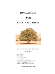 Image result for Rhytachne latifolia