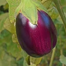 Image result for Solanum melongena