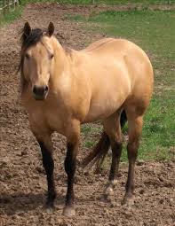 Appendix Quarter Horse Even Tempered Lively Willing Adaptable Docile Affectionate Horse Coat Colors Horses Quarter Horse