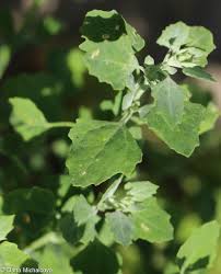 Image result for Chenopodium opulifolium