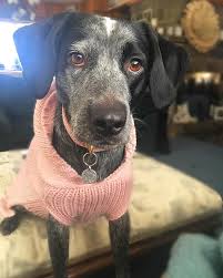 Mom Is Yapping About How Pretty I Am Yeah Yeah Just Give Me That Cookie In Your Hand Already Hazel Dog Do In 2020 I Love Dogs Cattle Dog Blue Heeler
