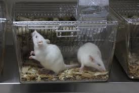 Laboratory Rats Experimental Animal Laboratory And Experimental Rats Sponsored Experimental Rats Laboratory Experimenta Animals Rats Animals Images