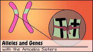 Discover more posts about alleles. Alleles And Genes Youtube