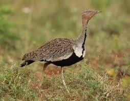 Image result for Burttia prunoides