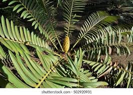 Image result for Zamiaceae