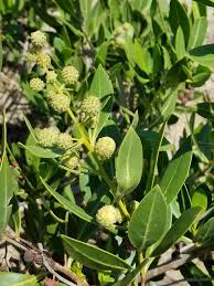 Image result for Conocarpus erectus