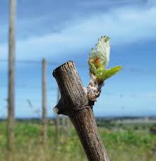 Image result for graft grape vines