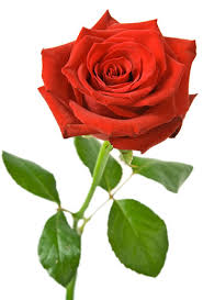 Image result for red rose