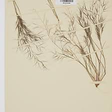 Image result for Aristida scabrivalvis