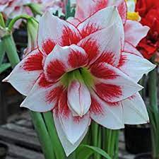 Pin On Garden