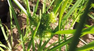 Image result for Courtoisina cyperoides