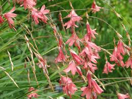 Image result for Dierama longistylum