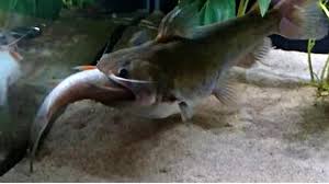 Poissons cartilagineux (⇒ chondrichtyens, sélaciens ) et poissons osseux (⇒… … encyclopédie universelle. Un Poisson Chat Ogre Mange Un Autre Poisson Aussi Gros Que Lui