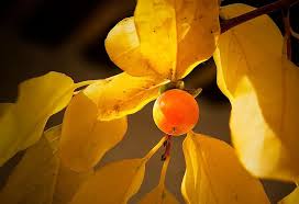 Planted on the east side of the house, trees can stimulate personal growth and good health. Persimmon Trefoil Diospyros Lotus Plum Tree Date Palm Fruit Orange Leaves Yellow Ebenaceae Pikist