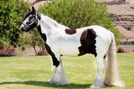 How much does a gypsy vanner horse cost? Gypsy Horses For Sale Dalosto Farms Llc