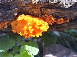 Image result for Nidorella auriculata